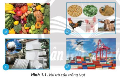 Lý thuyết nghề trồng trọt ở Việt Nam - Công Nghệ 7