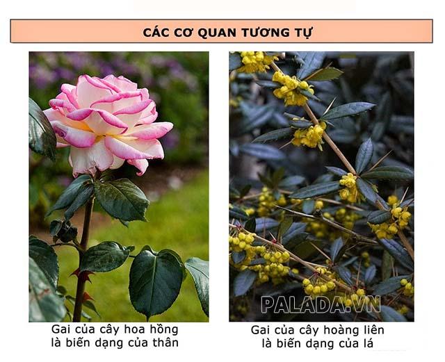 Cơ quan tương tự là những cơ quan? Ví dụ cơ quan tương tự