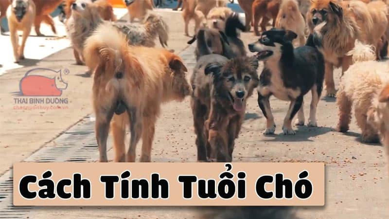 Cách tính tuổi chó: 1 năm tuổi chó bằng mấy năm tuổi người