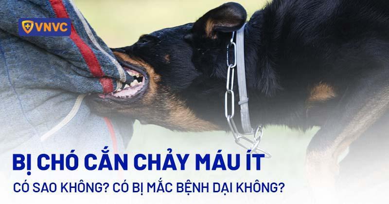 Bị chó cắn chảy máu ít có sao không? Có bị mắc bệnh dại không?