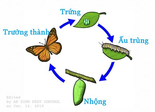 Các thể biến thái ở côn trùng