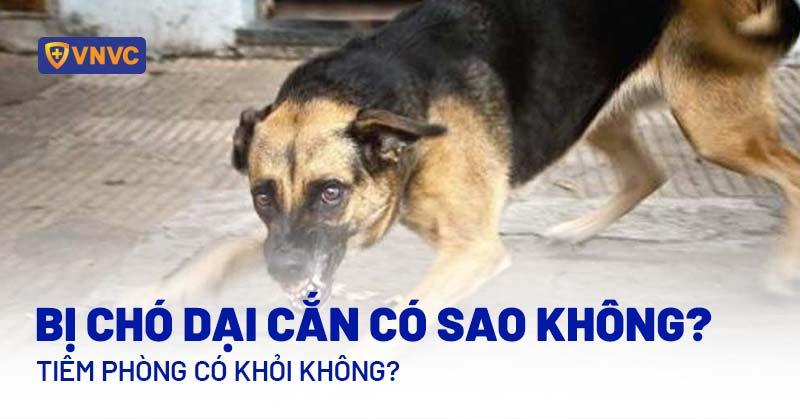 Bị chó dại cắn có sao không? Tiêm phòng có khỏi không?