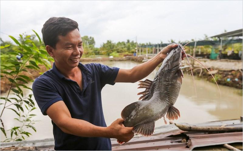 Tổng hợp các loại cá da trơn phổ biến ở Việt Nam bạn nên biết