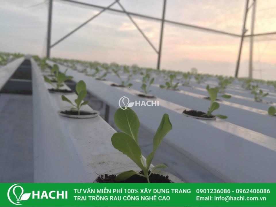 Giúp hạt giống nảy mầm nhanh bằng 3 cách siêu đơn giản