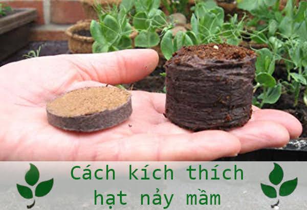 Cách kích thích làm hạt đậu nảy mầm nhanh nhất không phải ai cũng biết