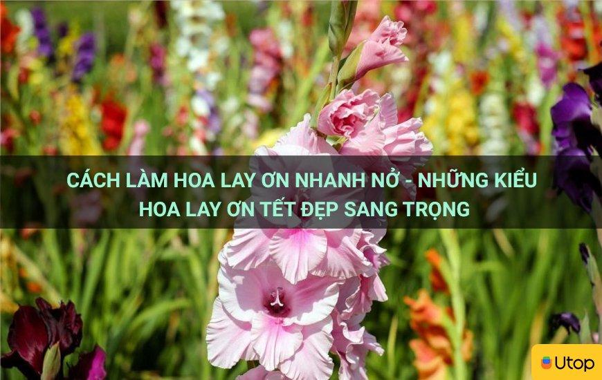 Cách làm hoa lay ơn nhanh nở - Những kiểu hoa lay ơn tết đẹp sang trọng