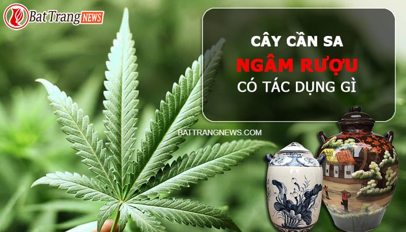 Cây cần sa ngâm rượu có tác dụng gì? Ảnh hưởng sức khỏe không?