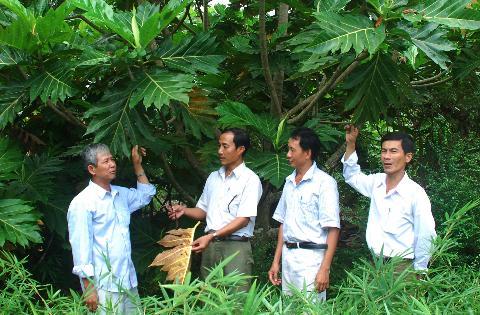 Trồng sa kê làm giàu