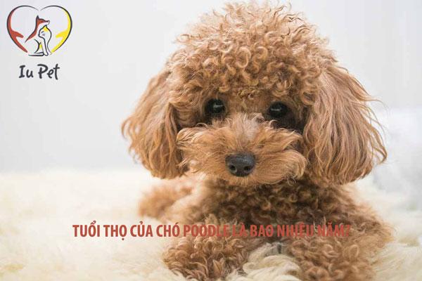 Tuổi thọ của chó Poodle thường bao nhiêu năm?