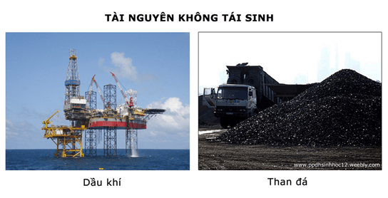 Có mấy dạng tài nguyên thiên nhiên?