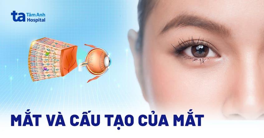 Mắt: cấu tạo, chức năng và cơ chế hoạt động