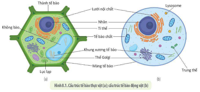 Lý thuyết tế bào nhân thực - SInh 10 Kết nối tri thức