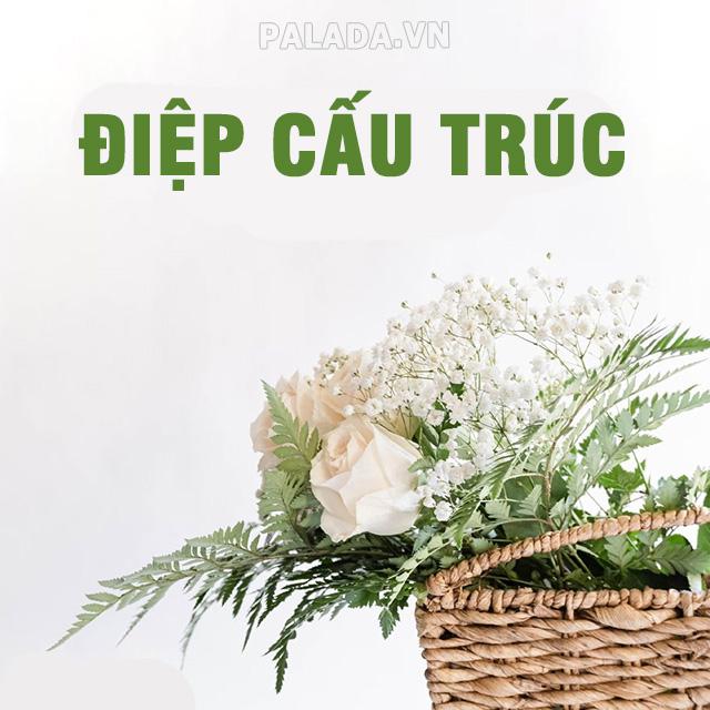 Điệp cấu trúc là gì? Phân loại, tác dụng và ví dụ điệp cấu trúc