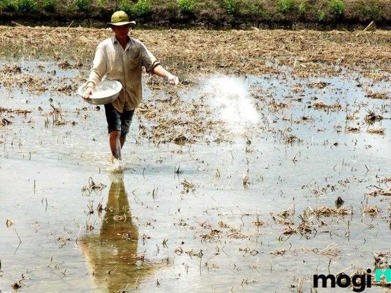 Giải Đáp Thắc Mắc: Yếu Tố Quyết Định Độ Chua Hoạt Tính Của Đất