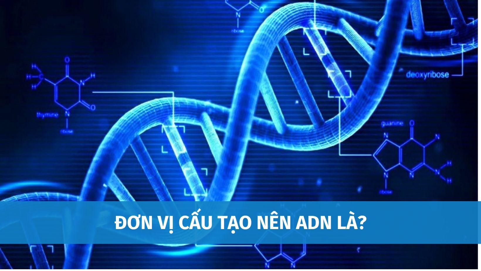 Đơn Vị Cấu Tạo Nên ADN Là Gì? 4 Loại Đơn Phân Tham Gia Cấu Tạo ADN