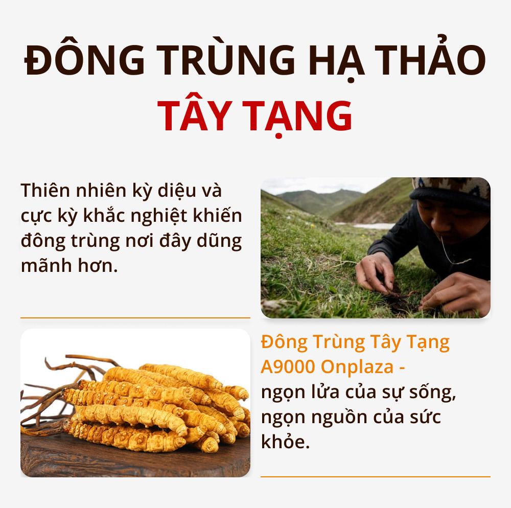 Giá bán đông trùng hạ thảo cập nhật MỚI NHẤT