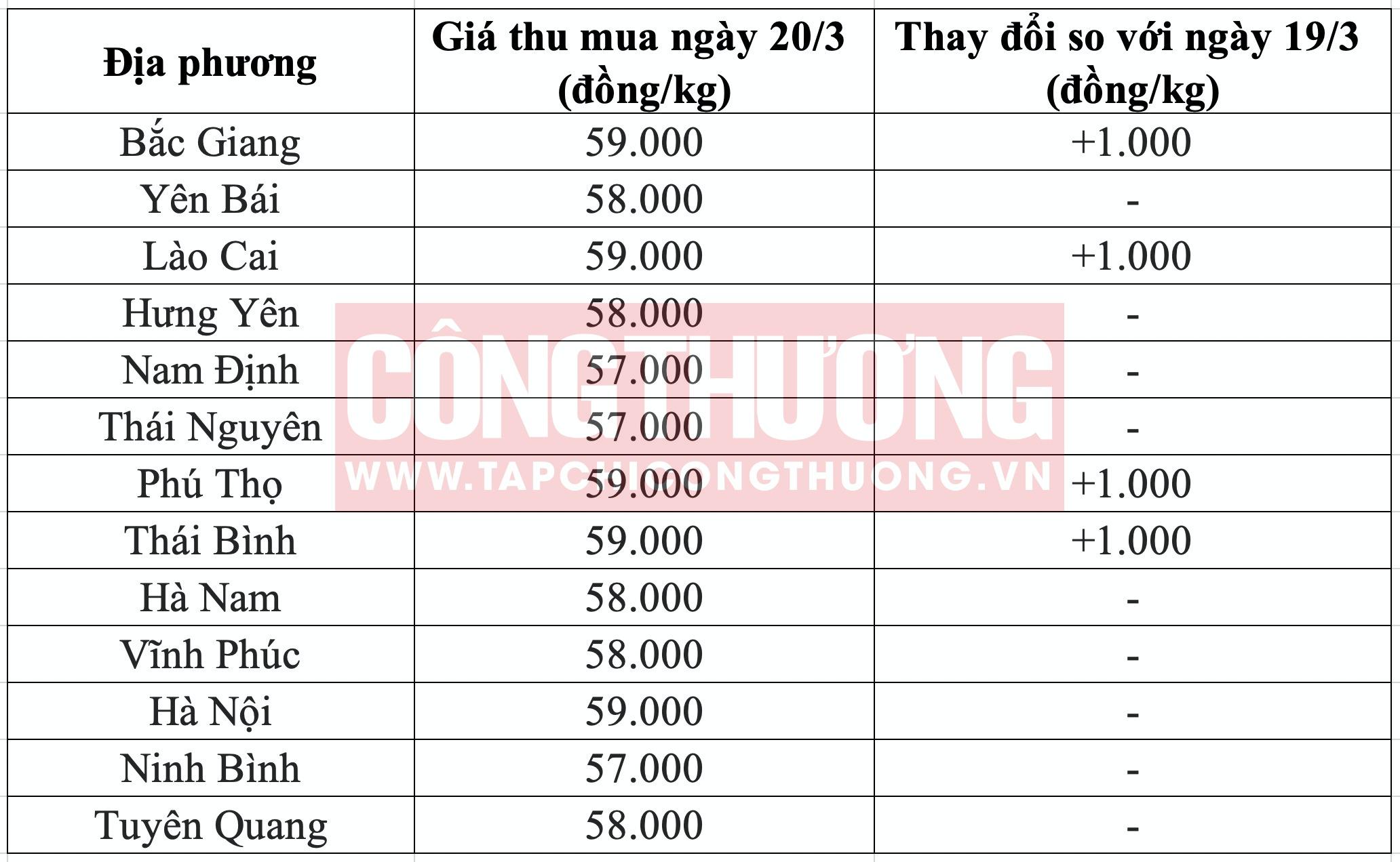 Giá heo hơi hôm nay 20/3: Tiếp tục tăng cao, dự báo tiêu thụ thịt heo tăng 28% trong vòng 6 năm tới