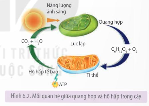 Lý thuyết Hô hấp ở thực vật - Sinh học 11 Kết nối tri thức