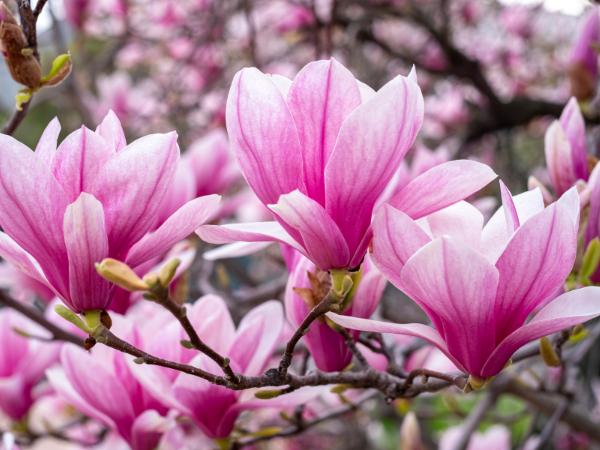 Ý nghĩa hoa mộc lan (Magnolia) - Nàng thơ trong giới hương thơm