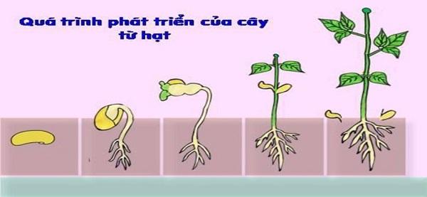 Bài 36: Phát Triển Ở Thực Vật Có Hoa