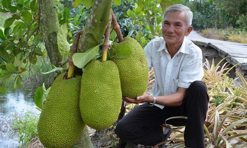 Mít Thái trồng bao lâu có trái- Công ty Thế Giới Cây Giống