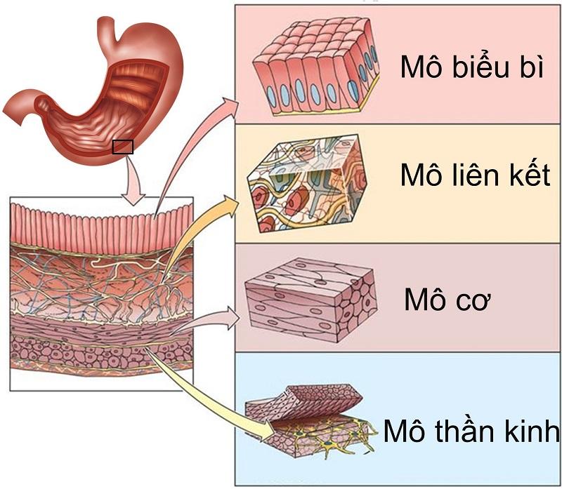 Tin tức