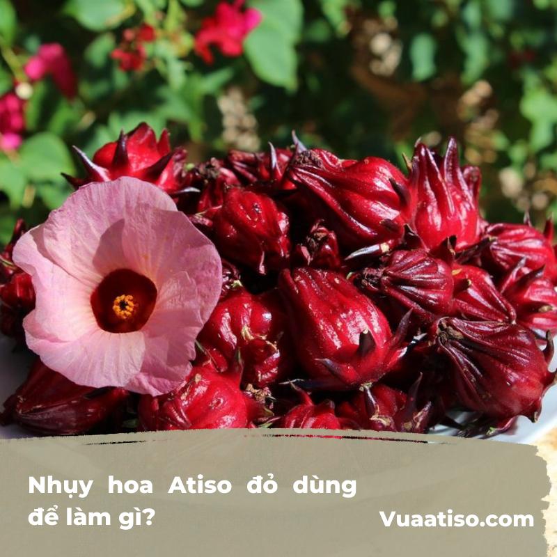 Nhụy hoa Atiso đỏ dùng để làm gì?