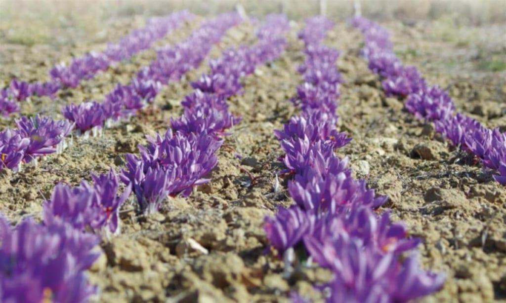 Giá Nhụy hoa Nghệ Tây Saffron bao nhiêu tiền? Liệu giá đó có đắt không?