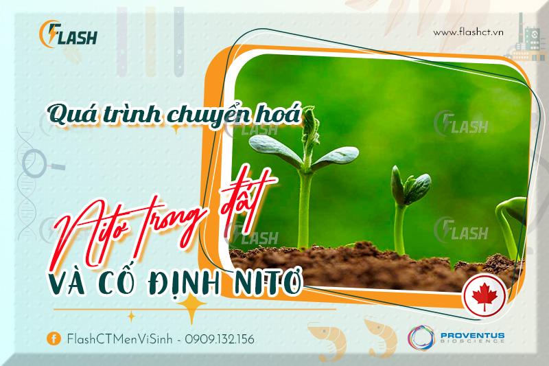 Dinh dưỡng Nitơ ở thực vật – Quá trình chuyển hoá Nitơ trong đất