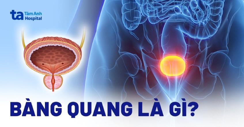 Bàng quang là gì? Vị trí, cấu tạo, chức năng như thế nào?