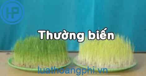 Phân biệt thường biến và đột biến