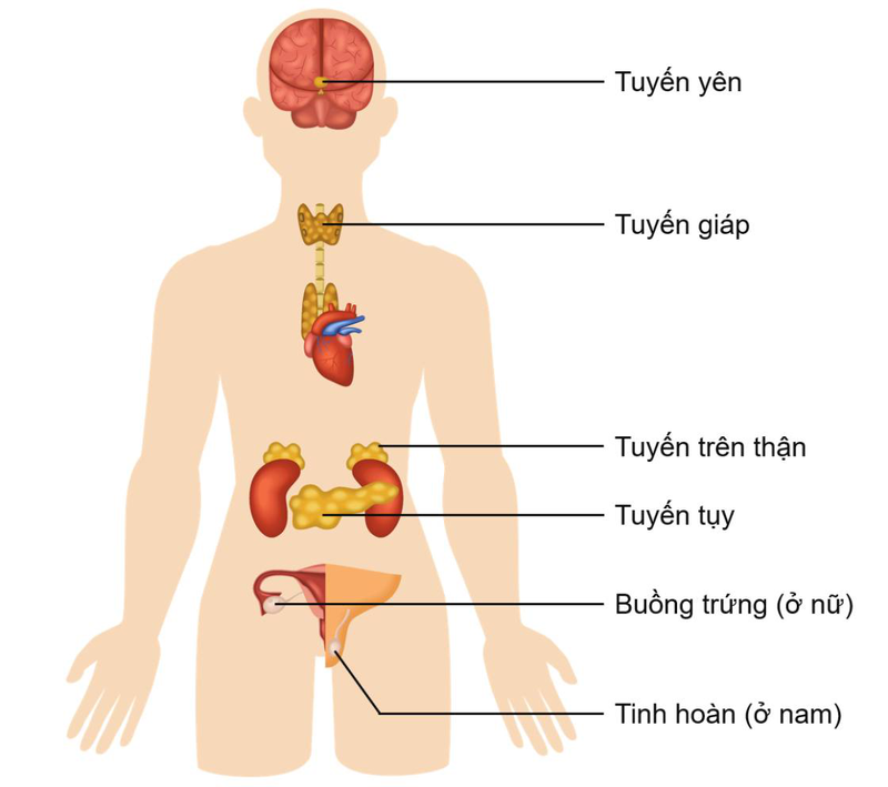 Bạn đã biết: Cách phân biệt tuyến nội tiết và tuyến ngoại tiết?