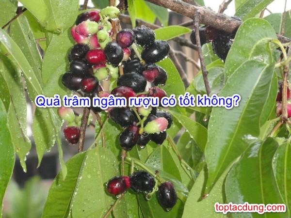 Quả Trâm Ngâm Rượu Có Tác Dụng Gì, Uống Nhiều Có Tốt Không?