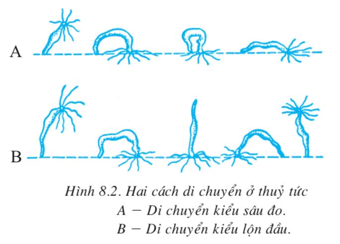 Lý thuyết thủy tức