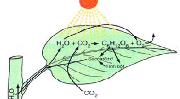 Quang hợp ở cây xanh