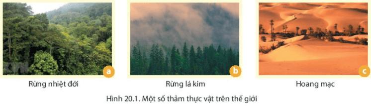 Rừng lá kim thường phân bố tương ứng với kiểu khí hậu nào sau đây?