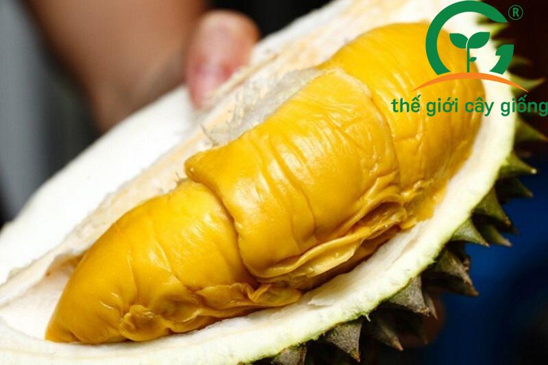 Cây sầu riêng Musang King có mấy loại