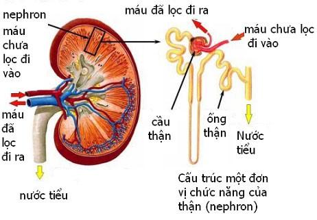 Lý thuyết Bài tiết nước tiểu sinh 8