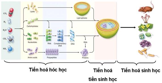 Sinh 12: Lý Thuyết Nguồn Gốc Sự Sống Và Bài Tập Trắc Nghiệm