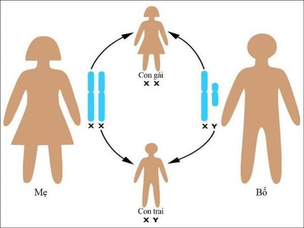 Bầu 12 tuần biết trai hay gái chưa? Cách xác định giới tính sớm nhất