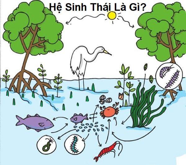 Hệ sinh thái là gì? Ví dụ minh họa và kiến thức lý thuyết