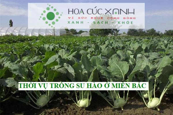 Thời vụ trồng su hào ở miền Bắc hợp lý đạt nâng suất cao