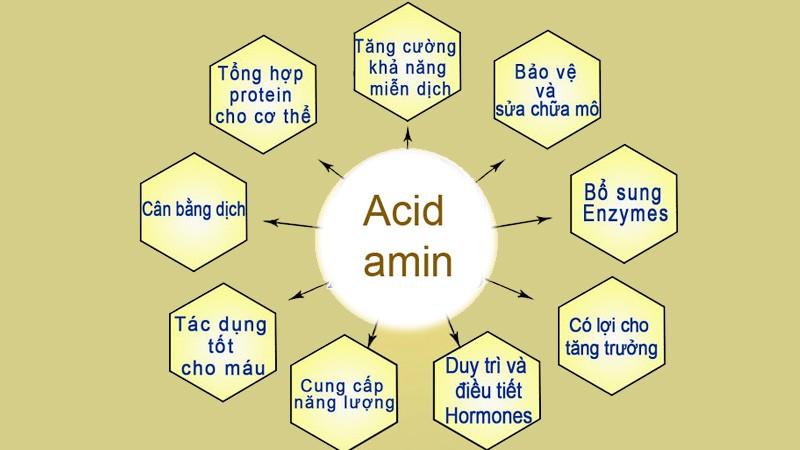 Lý thuyết amino axit: cách gọi tên, tính chất hóa học, tính chất vật lí, điều chế, ứng dụng Cập Nhật 04/2024