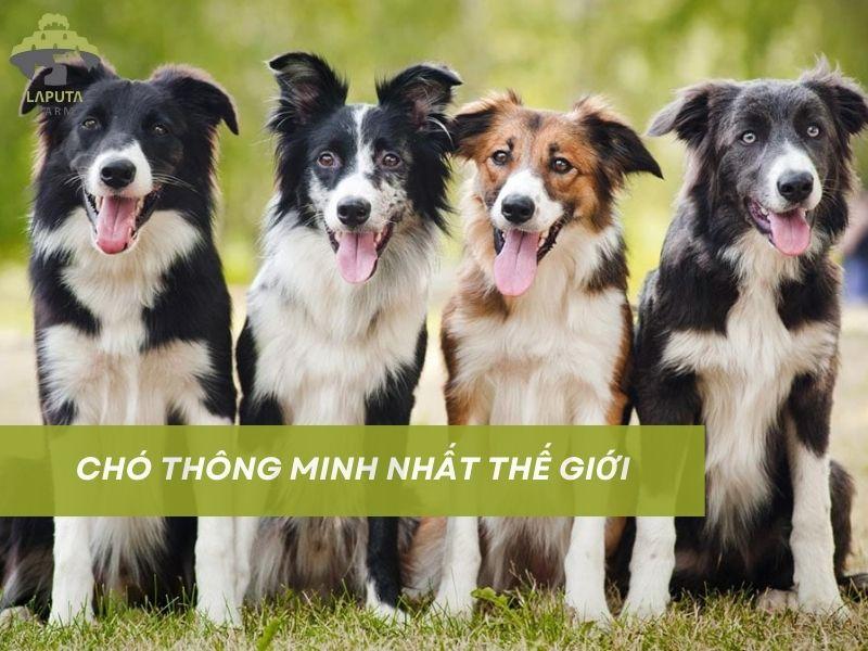 Top 10 giống chó thông minh nhất thế giới | Loài khôn nhất?