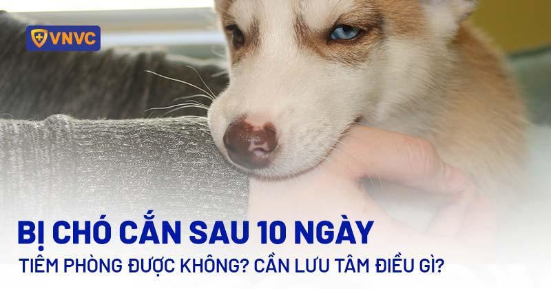 Bị chó cắn sau 10 ngày thì tiêm phòng được không? Lưu tâm điều gì?