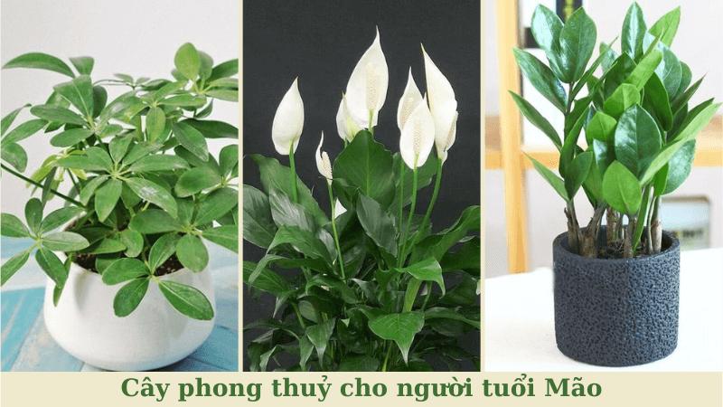 Cây phong thuỷ Tuổi Mão mang đến may mắn và nhiều tài lộc