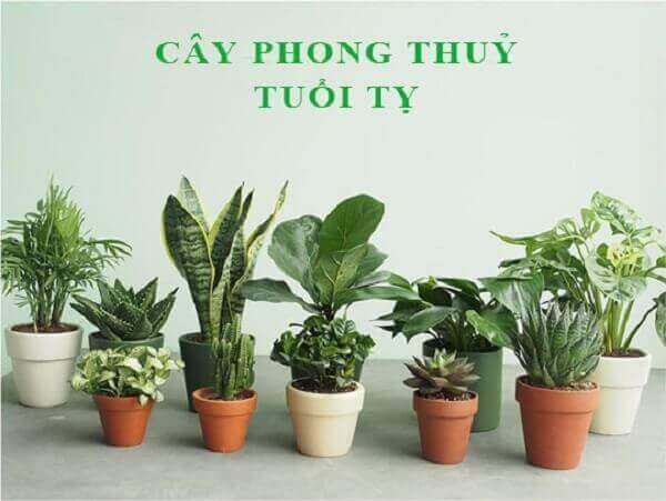 Tổng hợp các loại cây phong thủy tuổi Tỵ nên lựa chọn trồng