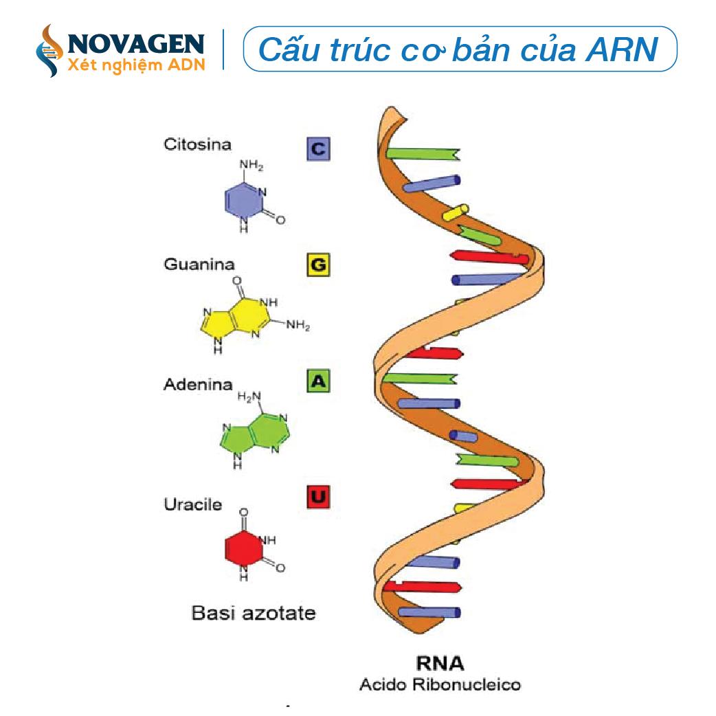 ARN Là Gì? Cấu Trúc, Chức Năng Của ARN