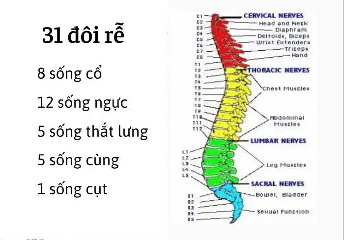 Tại sao nói dây thần kinh tủy là dây pha?