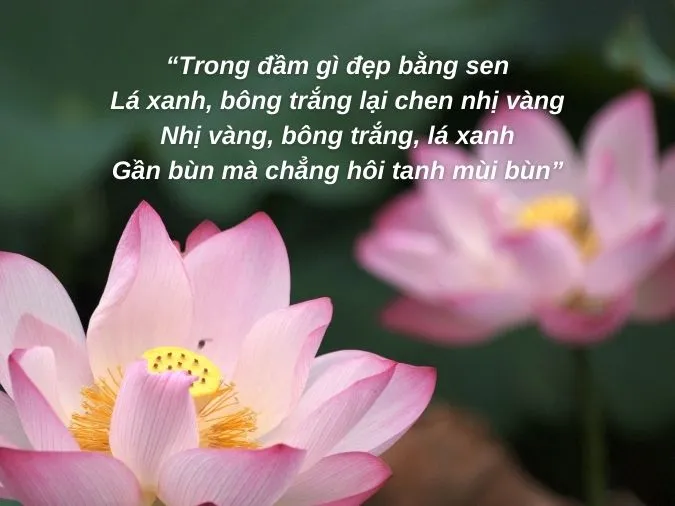 Giải thích ý nghĩa câu hát ca dao ‘trong đầm gì đẹp bằng sen’